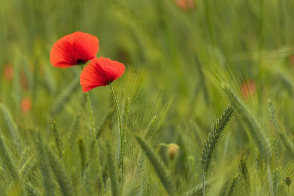 pOPPIES IN FIELD